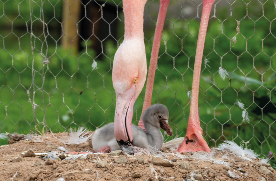 Fluffy flamingos hatch at Martin Mere!